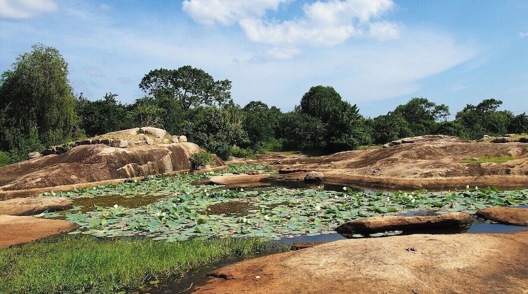 Eye-catching scene in Yala National park. Second largest national park here in Sri Lanka. Vast variety of Wildlife can be found.