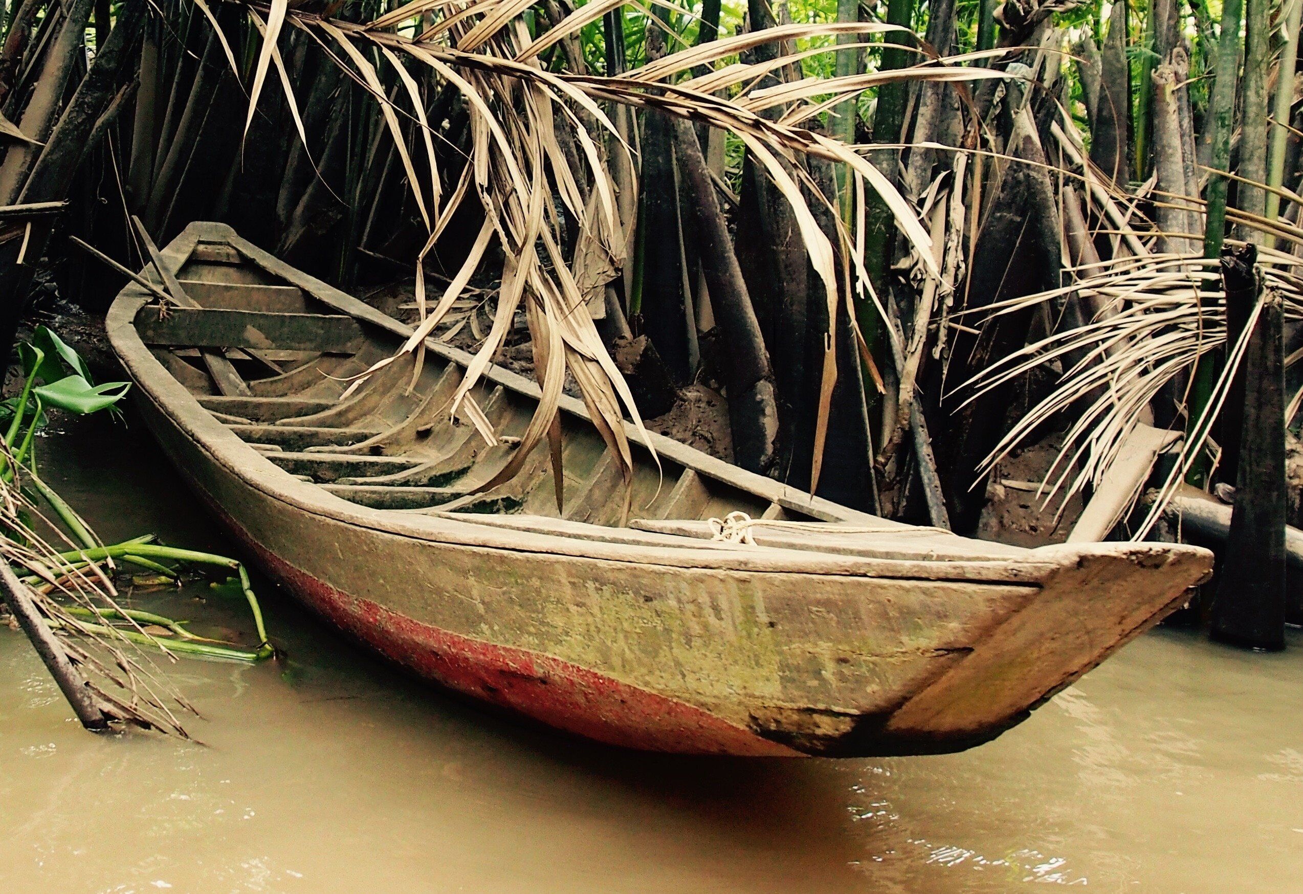Caption---- Canoe in Jungles of The Mekong Delta