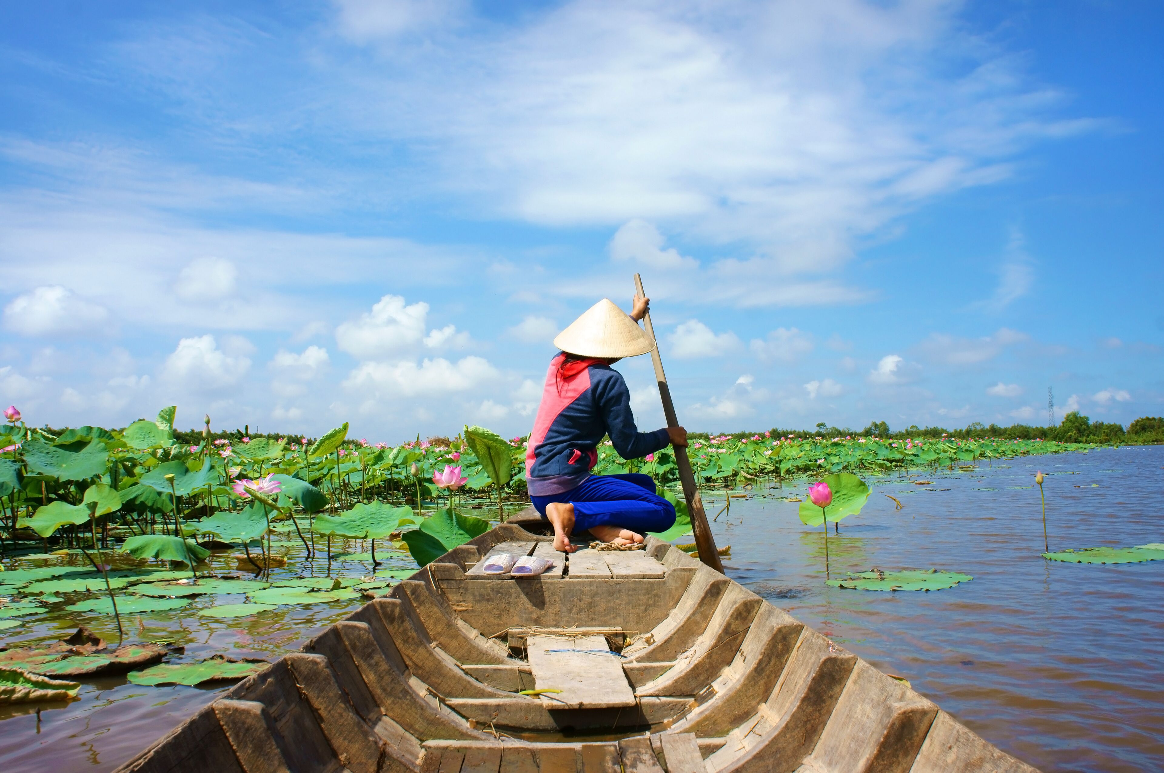 A person in a boat on a lotus-filled pond with a clear sky.