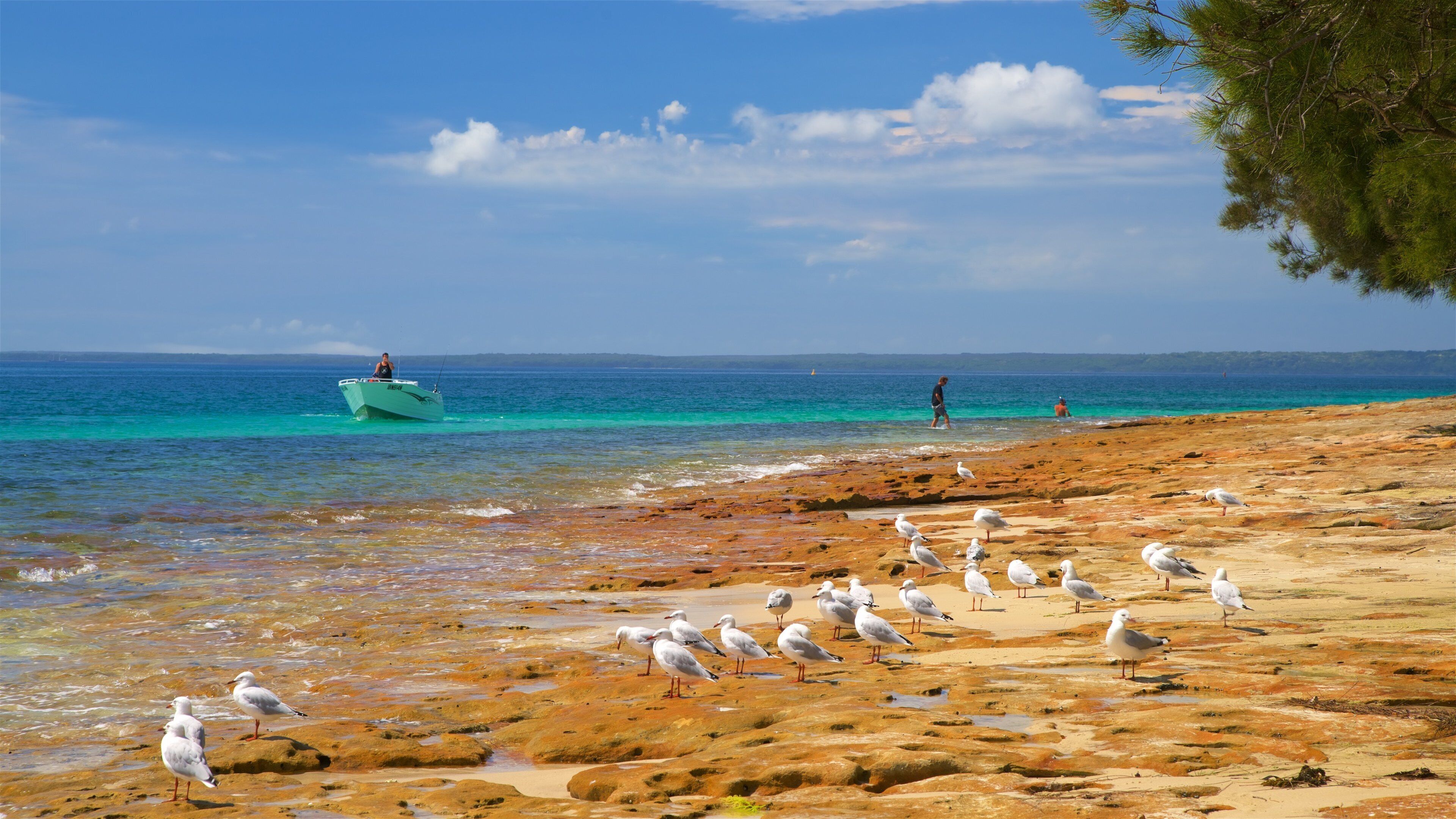 Shoalhaven featuring general coastal views, bird life and rocky coastline