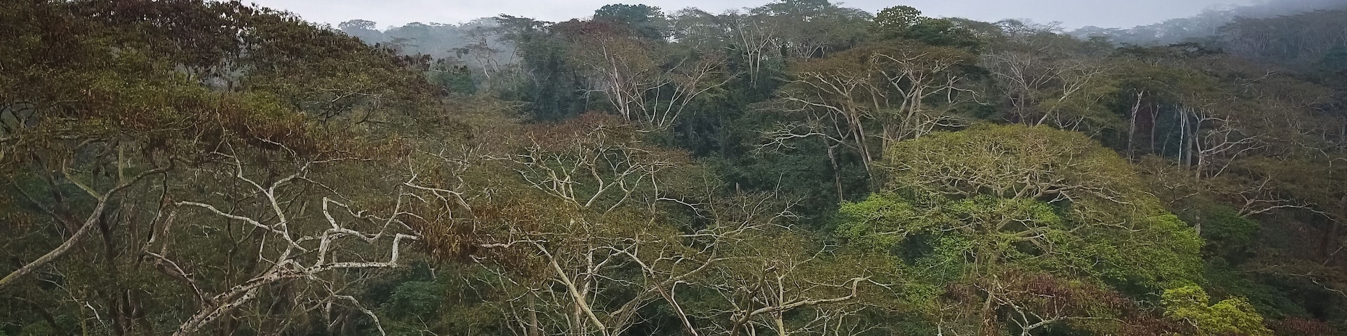 A dense forest with a variety of trees, including some with bare branches.