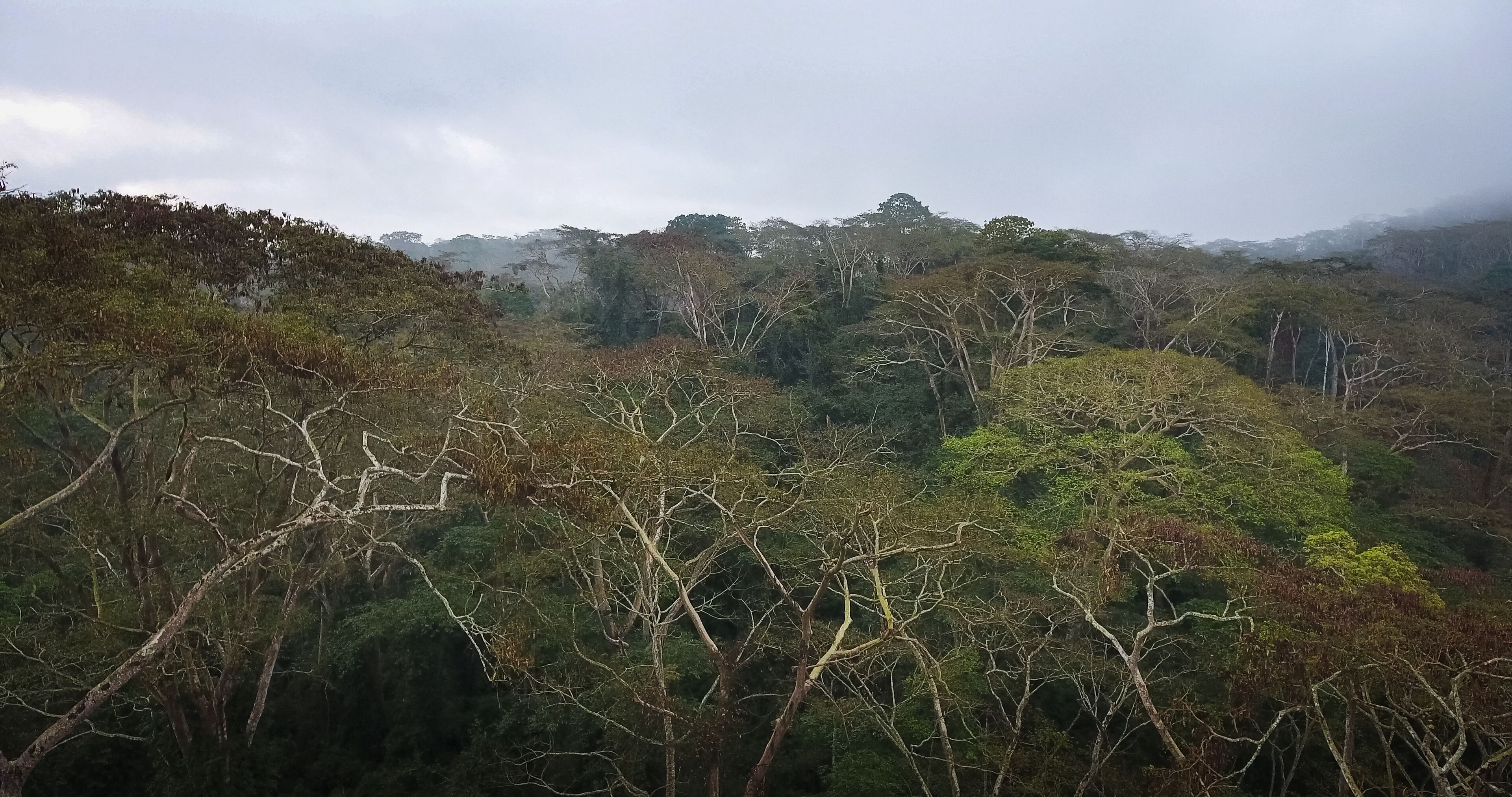 A dense forest with a variety of trees, including some with bare branches.