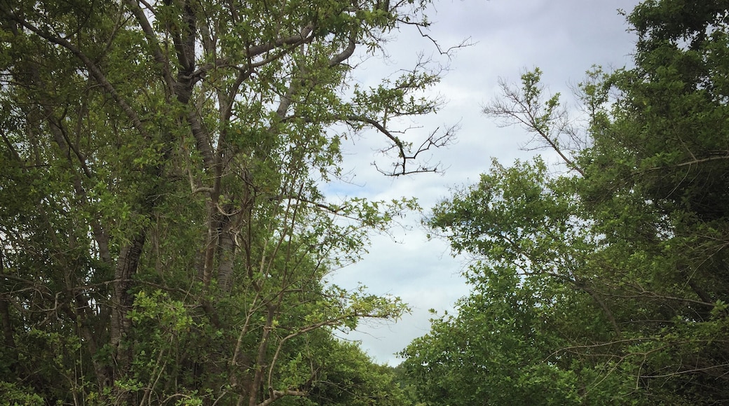 Who wants to go on a walking safari?
Mole National Park is one of the few parks in the world where you can do that, accompanied by a ranger, of course.
While they are more spectacular during the dry season (when animals gather around waterholes), they are an impressive experience during the wet season, too.
#Trovember