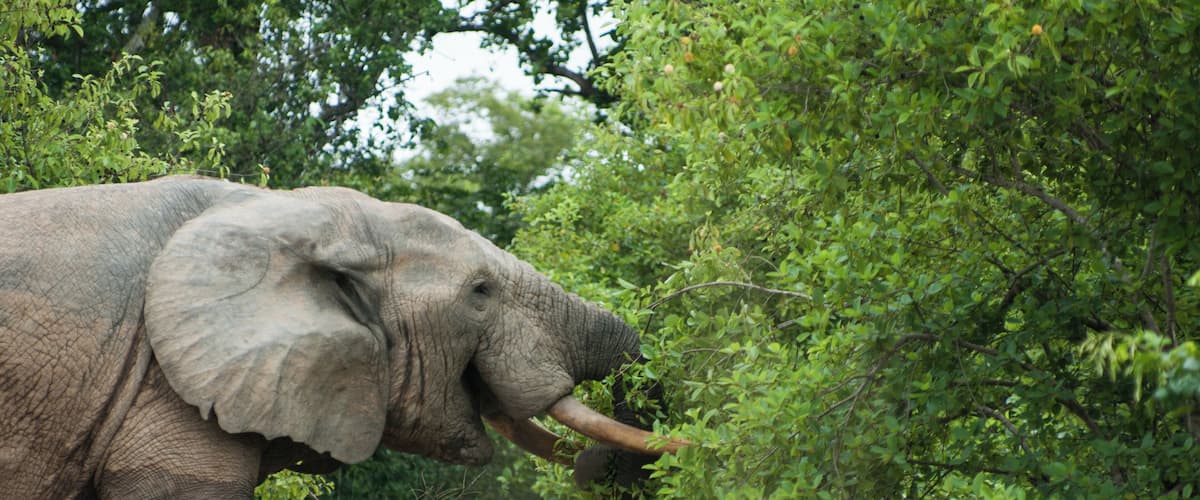 'The main attraction of the park: its elephants; about 600 call Mole their home.'
P.S. You can read more tips on getting to and around Mole National Park here--
https://bit.ly/2UpCNL5