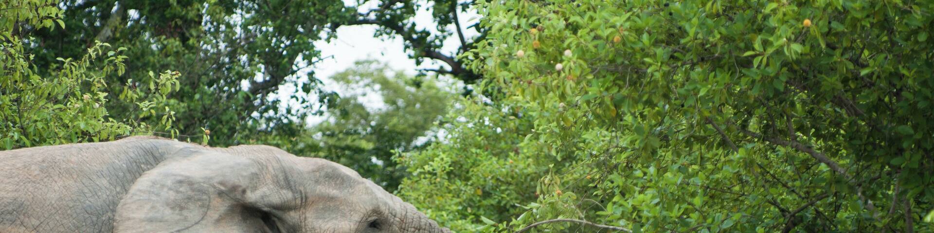 'The main attraction of the park: its elephants; about 600 call Mole their home.'
P.S. You can read more tips on getting to and around Mole National Park here--
https://bit.ly/2UpCNL5