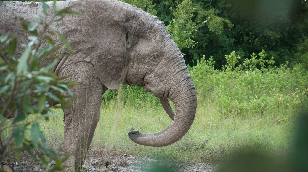 Another elephant spotted by us in Mole National Park, on an afternoon safari drive (and a short walk).
We had a lovely ranger accompanying us and it was extraordinary to catch this beautiful elephant bathing!
#Green
P.S. Watch more elephant footage and happy memories from our time in Ghana--
https://t.co/SJxwx7LM0S?amp=1