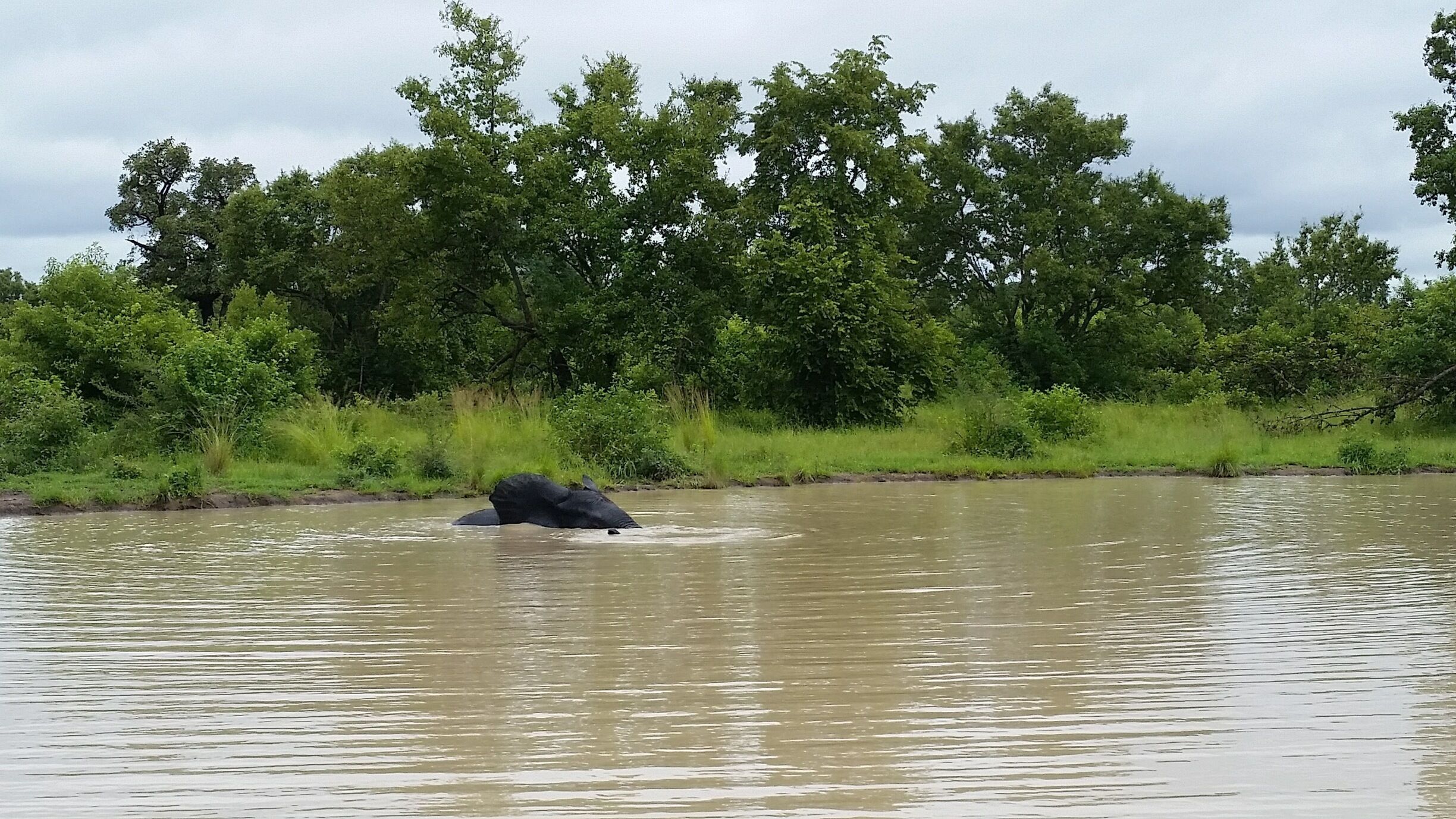 A cheap but wonderful national park in Northern Ghana. No felines there, but many elephants, deers, birds, etc. Spend a night at the brand new Zaina Lodge and you will feel like in any other large African national park 