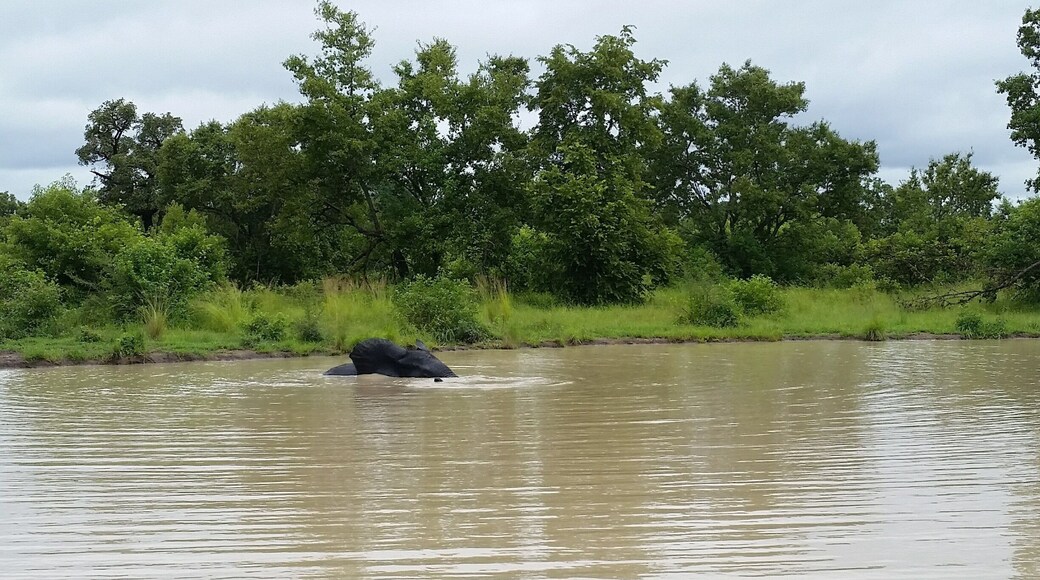 A cheap but wonderful national park in Northern Ghana. No felines there, but many elephants, deers, birds, etc. Spend a night at the brand new Zaina Lodge and you will feel like in any other large African national park