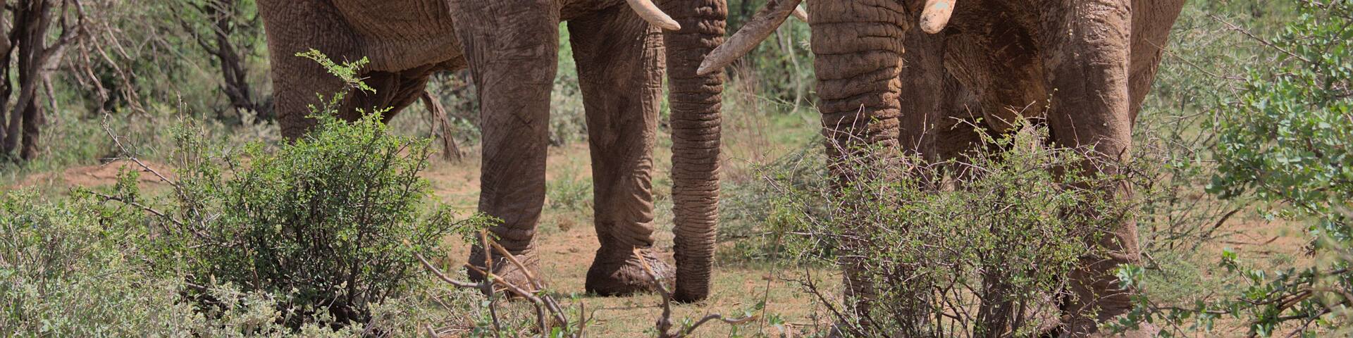 two huge african elepant bulls standing alert together in the wild bush of buffalo springs national reserve, kenya