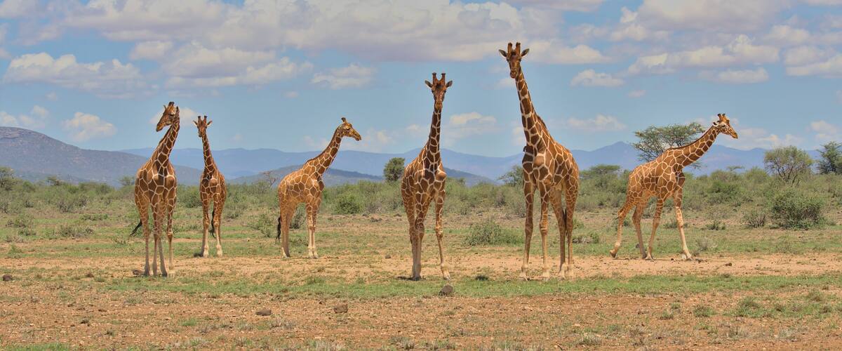 a tower of reticulated giraffes standing together looking alert in the wild savannah of buffalo springs national reserve, kenya, with sky and clouds in the background