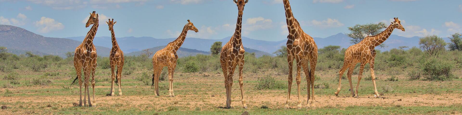 a tower of reticulated giraffes standing together looking alert in the wild savannah of buffalo springs national reserve, kenya, with sky and clouds in the background
