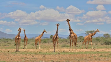 a tower of reticulated giraffes standing together looking alert in the wild savannah of buffalo springs national reserve, kenya, with sky and clouds in the background