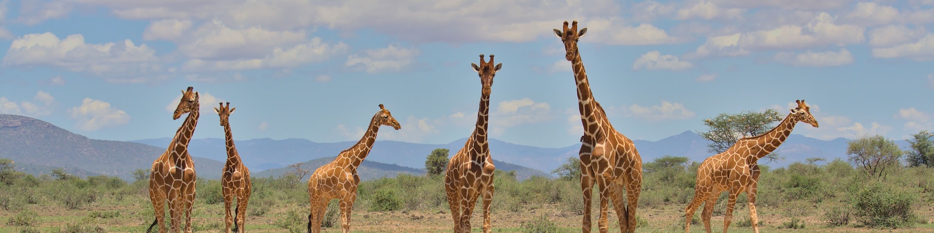 a tower of reticulated giraffes standing together looking alert in the wild savannah of buffalo springs national reserve, kenya, with sky and clouds in the background