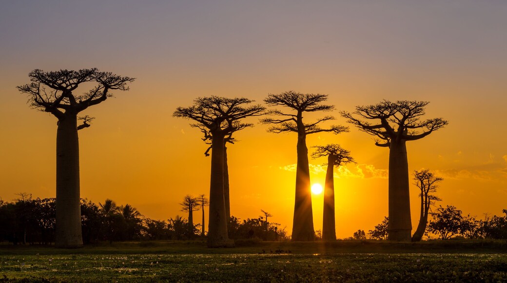 Panorama view at sunset above Baobab avenue
