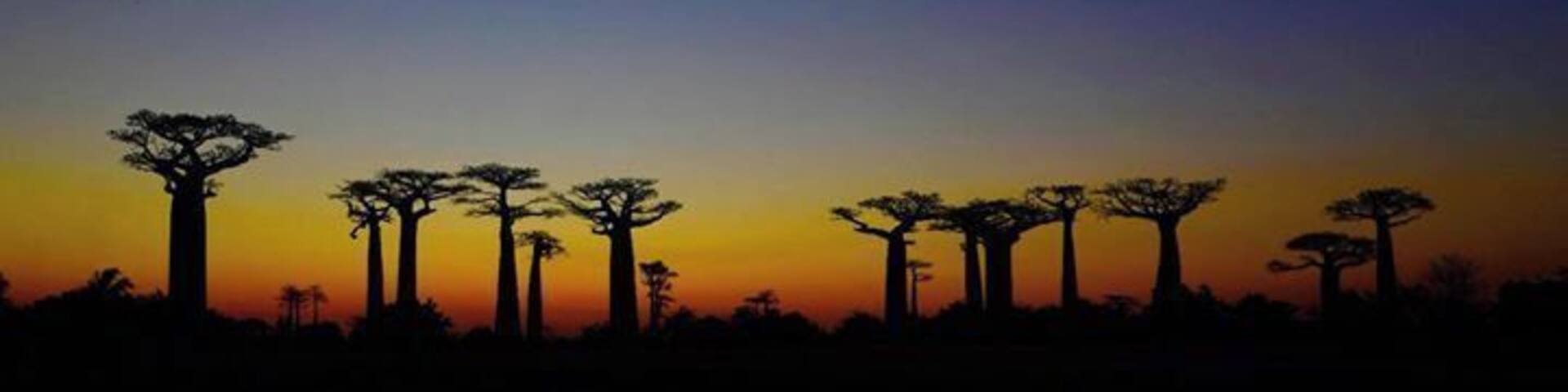 And there’s big trees here too. Must see whilst in Madagascar, Avenue of the Baobabs offers spectacular photo opportunities at sunset every day. Be prepared for a few people around you as its very popular but there's room for everyone.