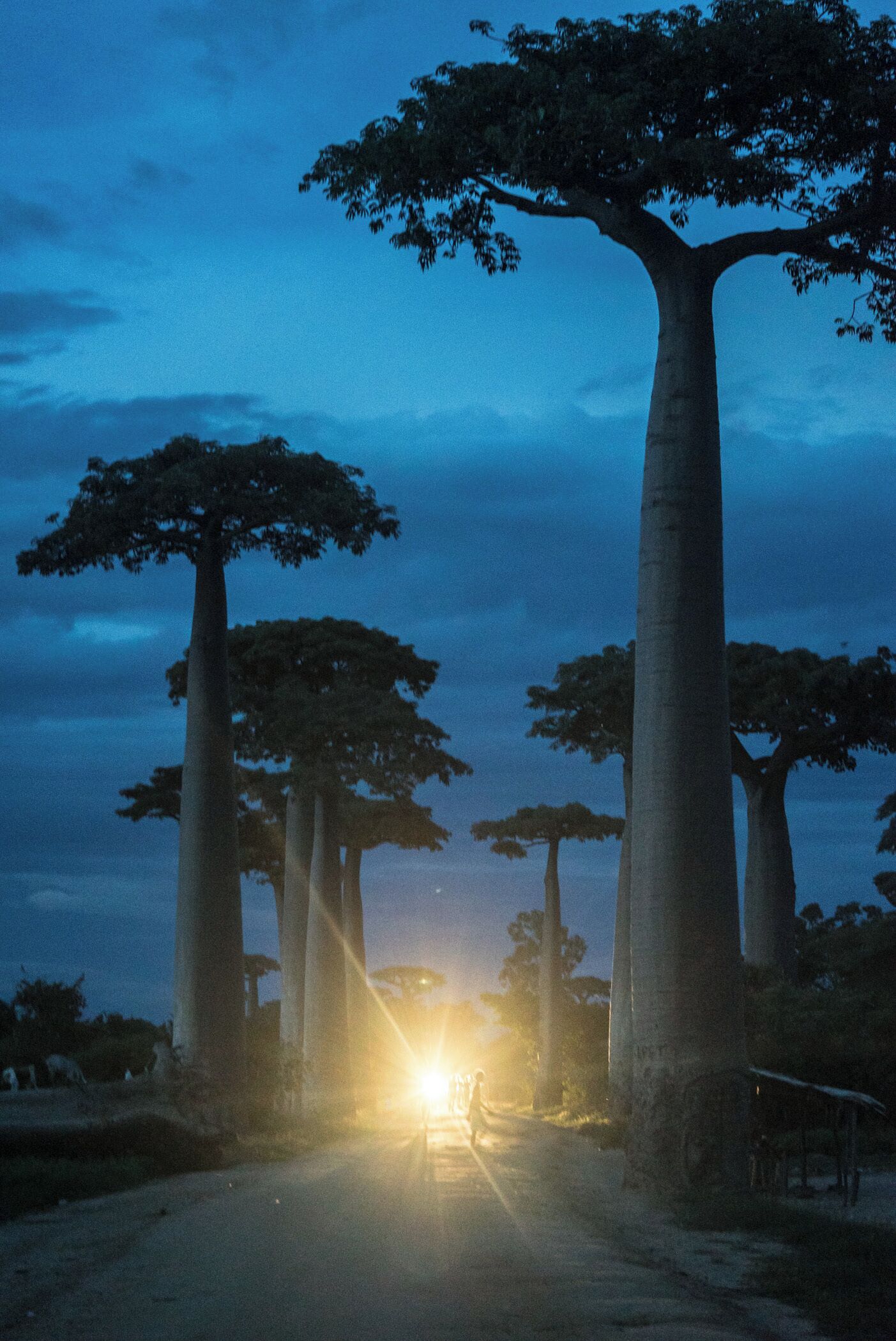 Mostly visited during the day, this famous attraction in Madagascar is equally as impressive at night. 
#Baobabs #Madagascar #Africa