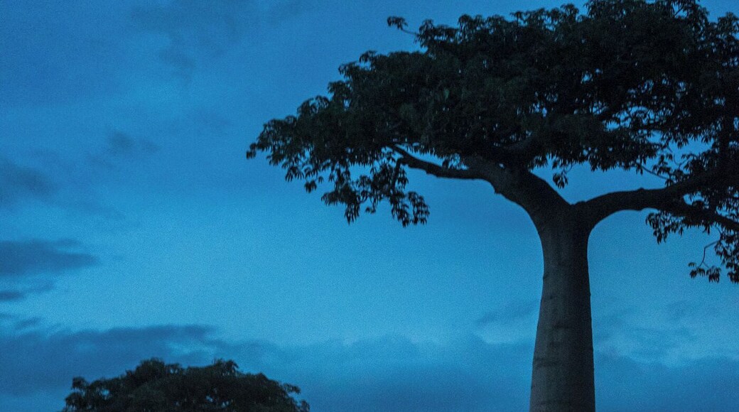Mostly visited during the day, this famous attraction in Madagascar is equally as impressive at night.
#Baobabs #Madagascar #Africa