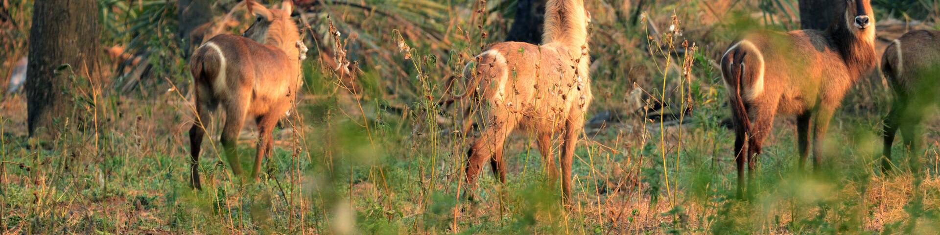 Ellipsen-Wasserböcke im Gorongosa Nationalpark in Mosambik