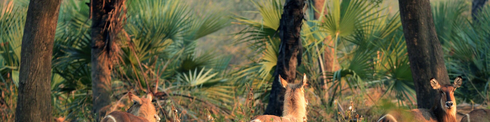 Ellipsen-Wasserböcke im Gorongosa Nationalpark in Mosambik
