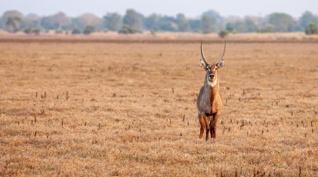 Mozambique, Gorongosa National Park, Waterbuck (Kobus ellipsiprymnus), male