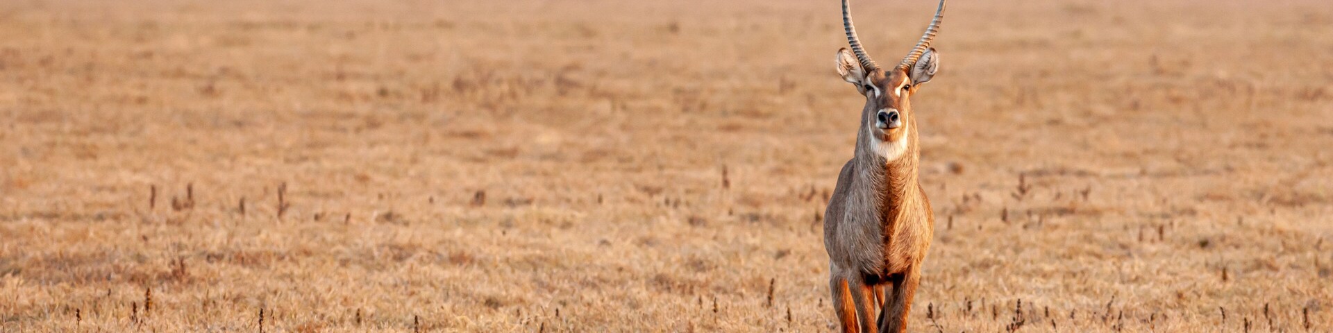 Mozambique, Gorongosa National Park, Waterbuck (Kobus ellipsiprymnus), male