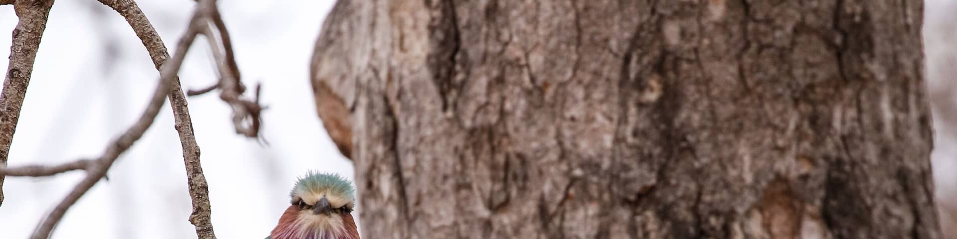 When you go to Africa, don't forget to look at the birds. There are so many different colours and sounds. This one is a Lilac Breasted Roller.