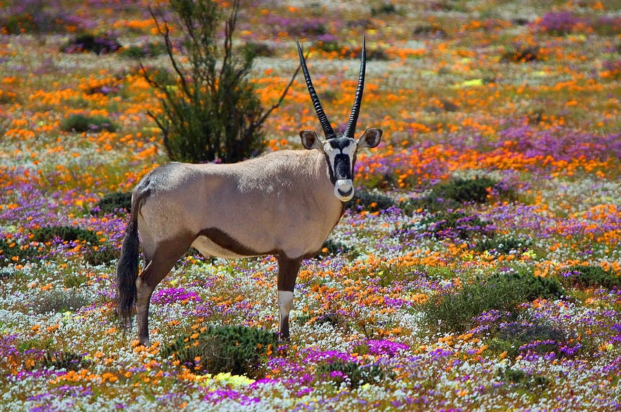 Een gazelle staat in een veld met kleurrijke wilde bloemen.