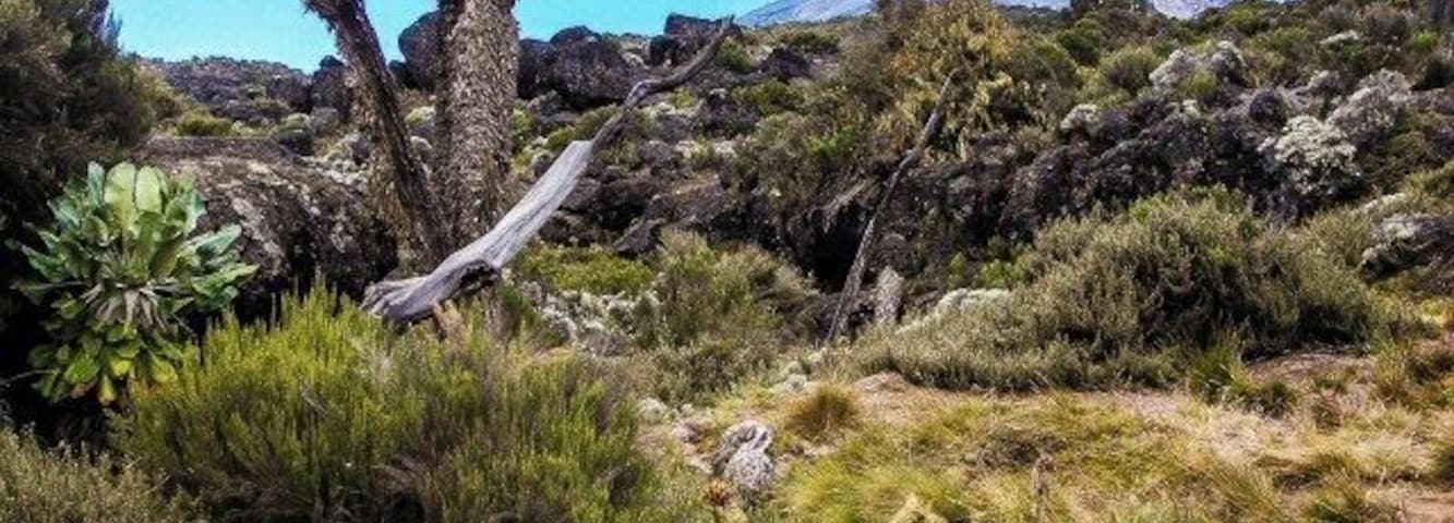 Creek crossing on Mt Kilimanjaro.