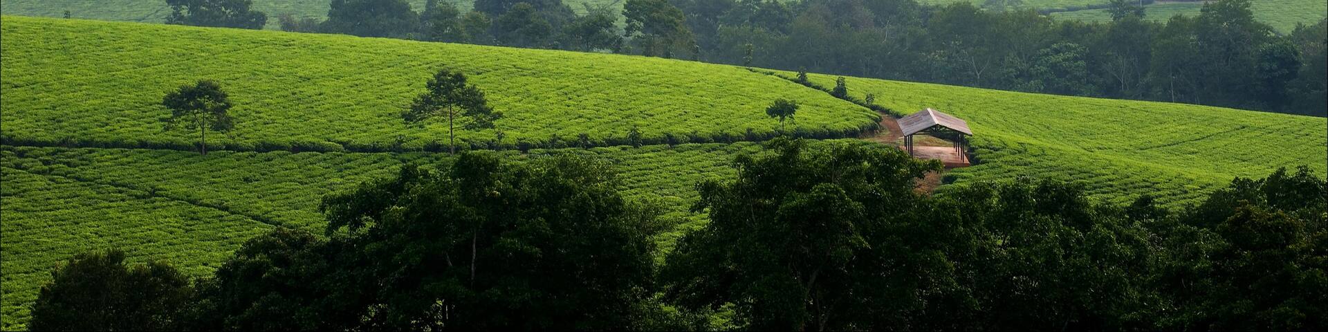 Bwindi tea plantations. 3