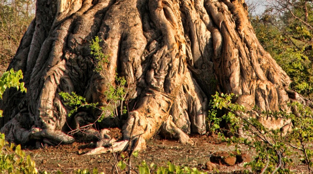 Great baobab, Victoria falls, Zimbabwe