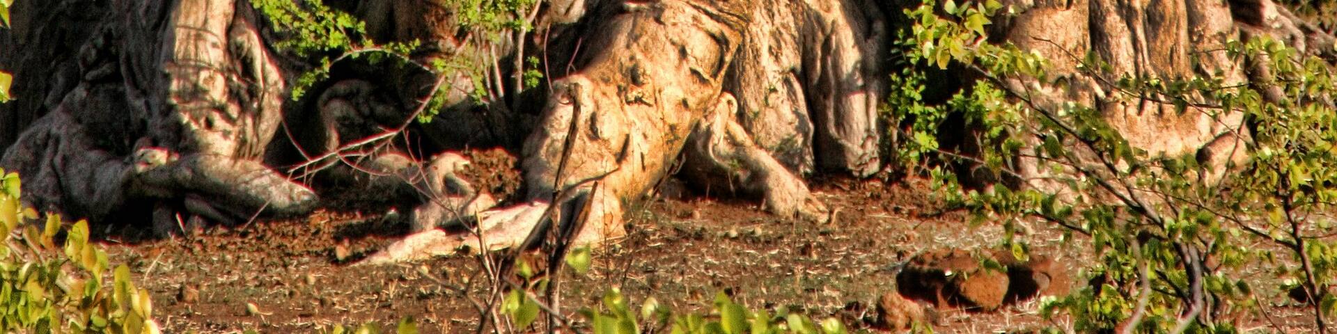Great baobab, Victoria falls, Zimbabwe