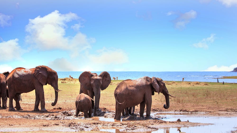 Small family herd of elephants standing at the waters edge of Lake Kariba in Matusadona National Park, Zimbabwe