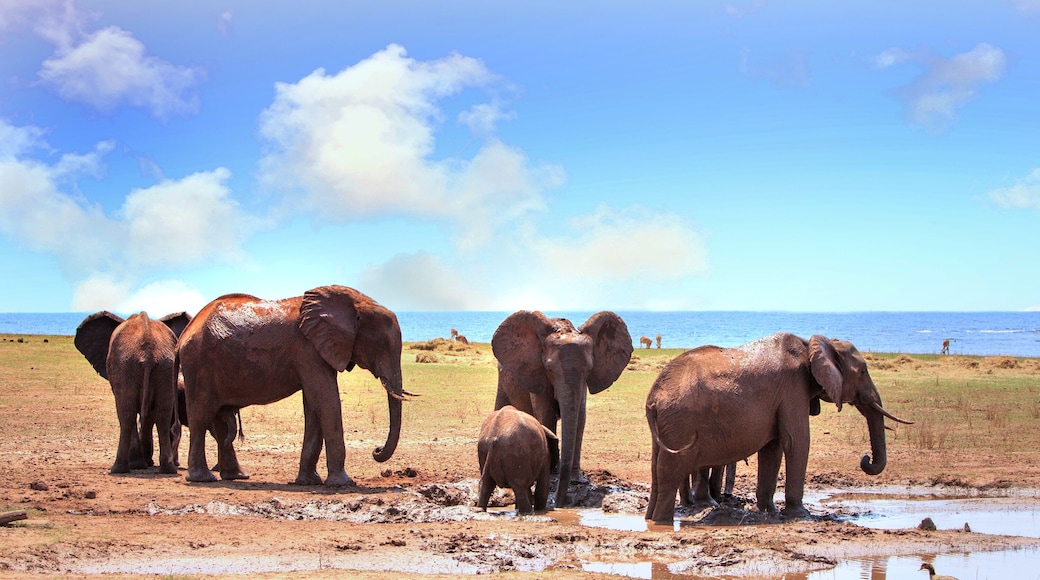Small family herd of elephants standing at the waters edge of Lake Kariba in Matusadona National Park, Zimbabwe
