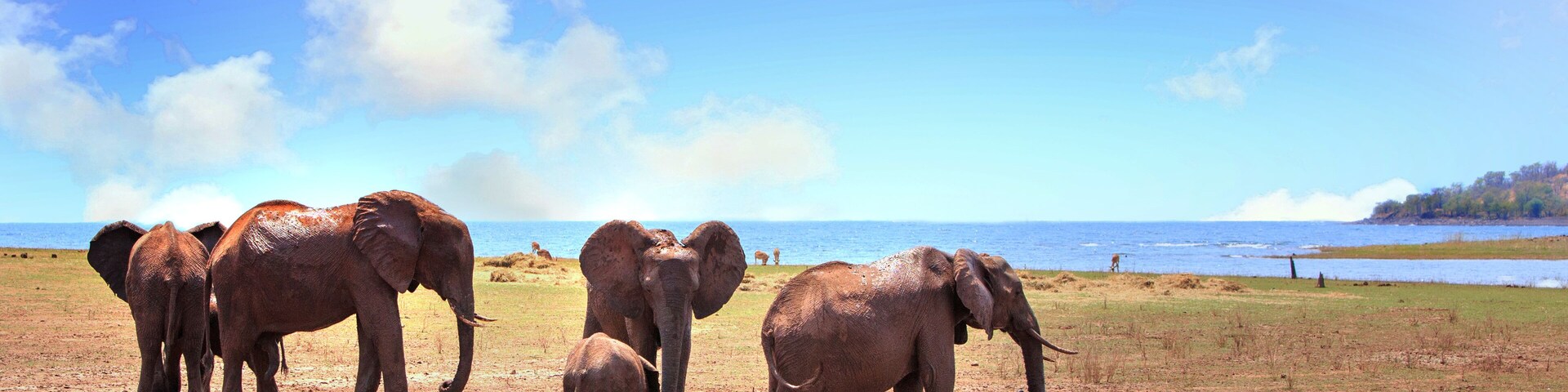 Small family herd of elephants standing at the waters edge of Lake Kariba in Matusadona National Park, Zimbabwe