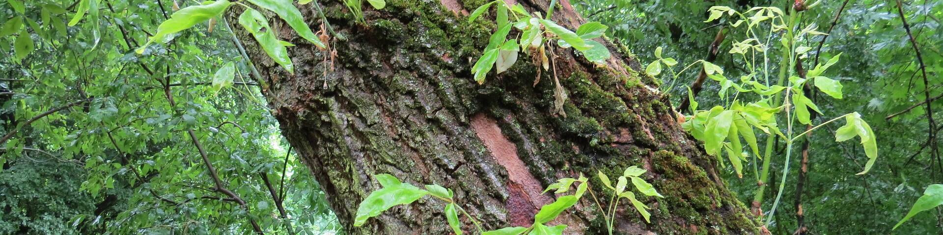 Auf diesem Foto sieht man den Stamm eines Baumes, welcher mit kleinen Sprösslingen bewachsen ist.