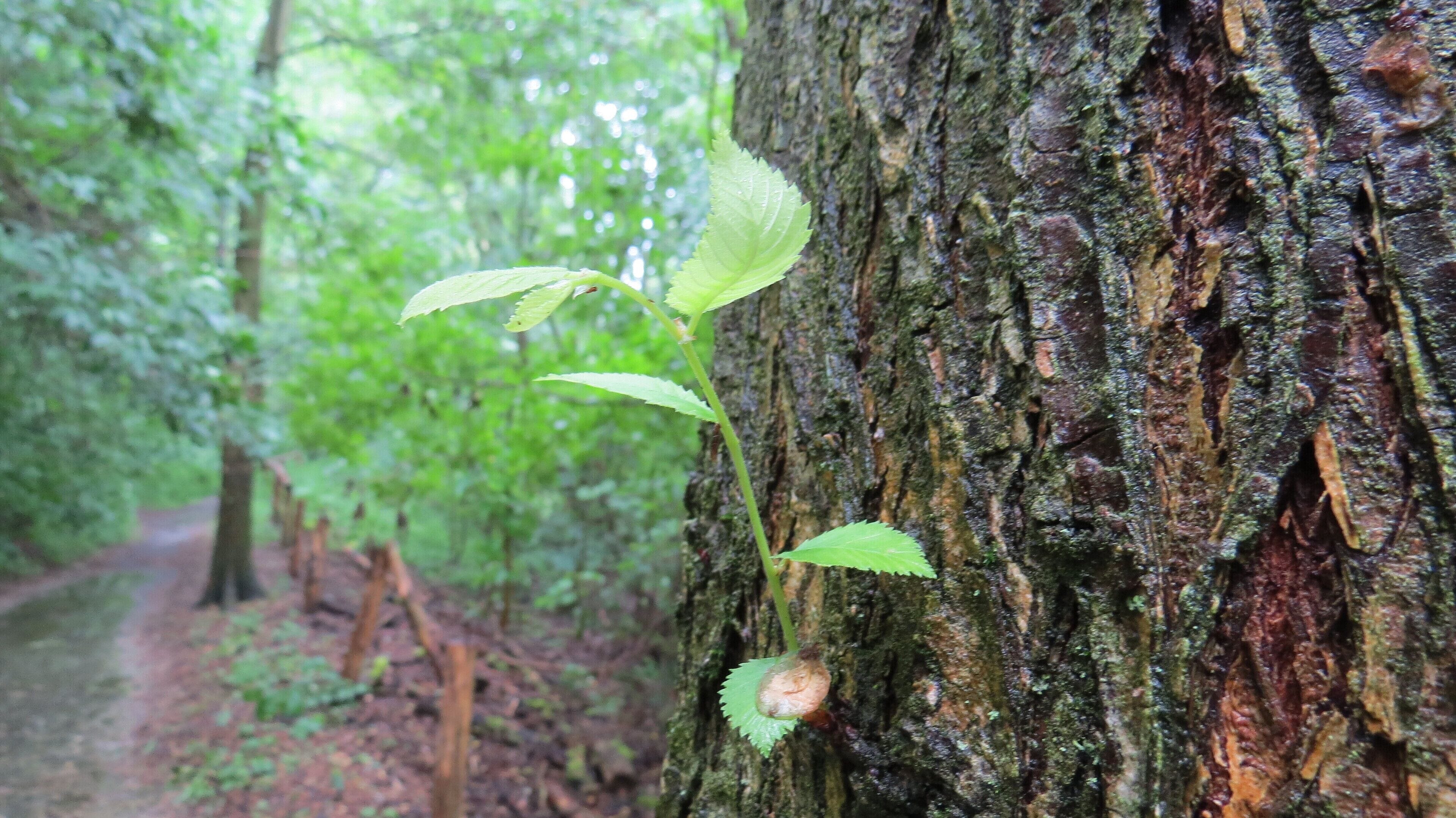 Auch hier sieht man wieder einen Sprössling aus der Rinde des Baumes wachsen.