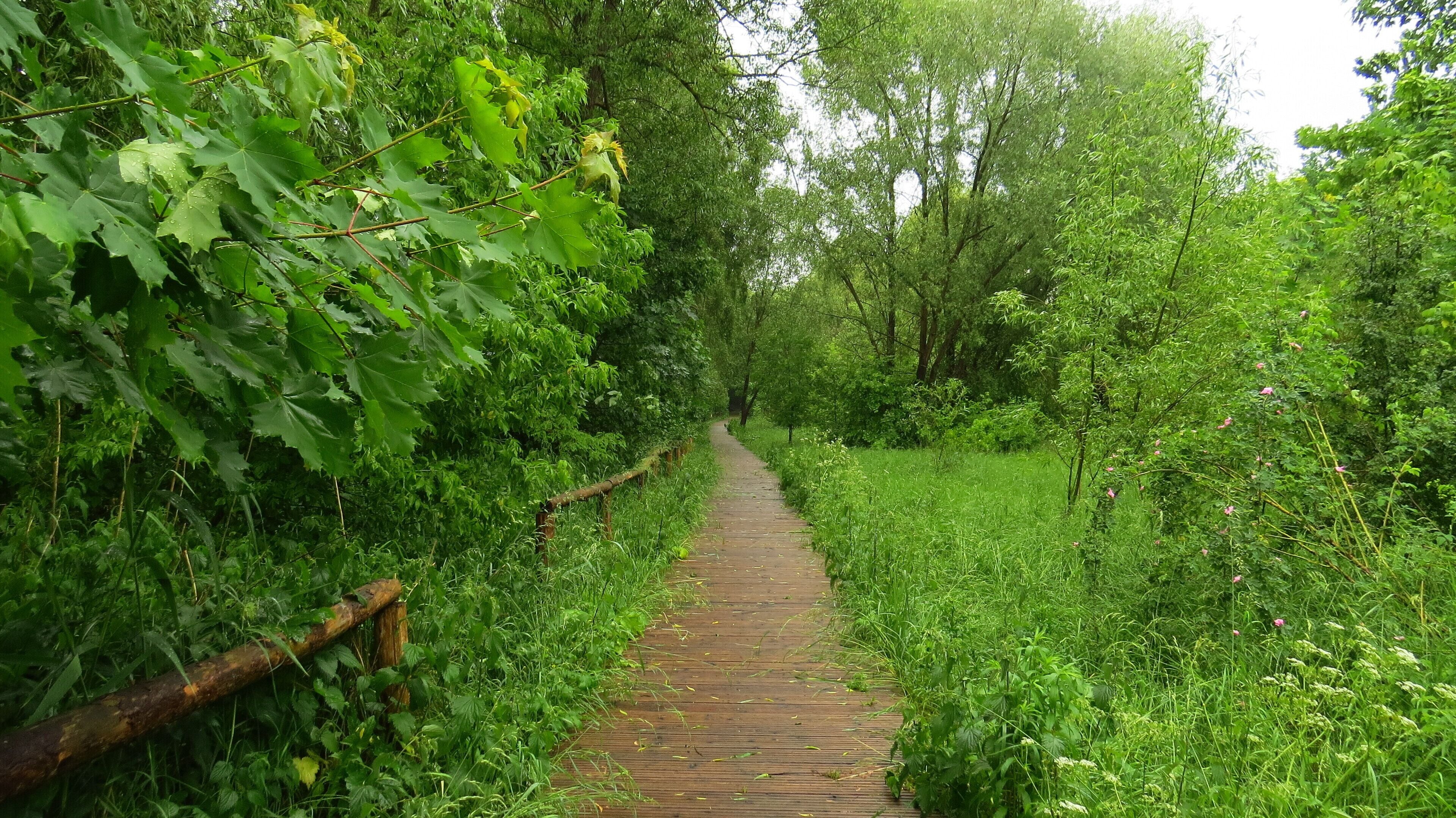 Dies ist einer der Wege, die durch das Naturschutz gebiet führen.