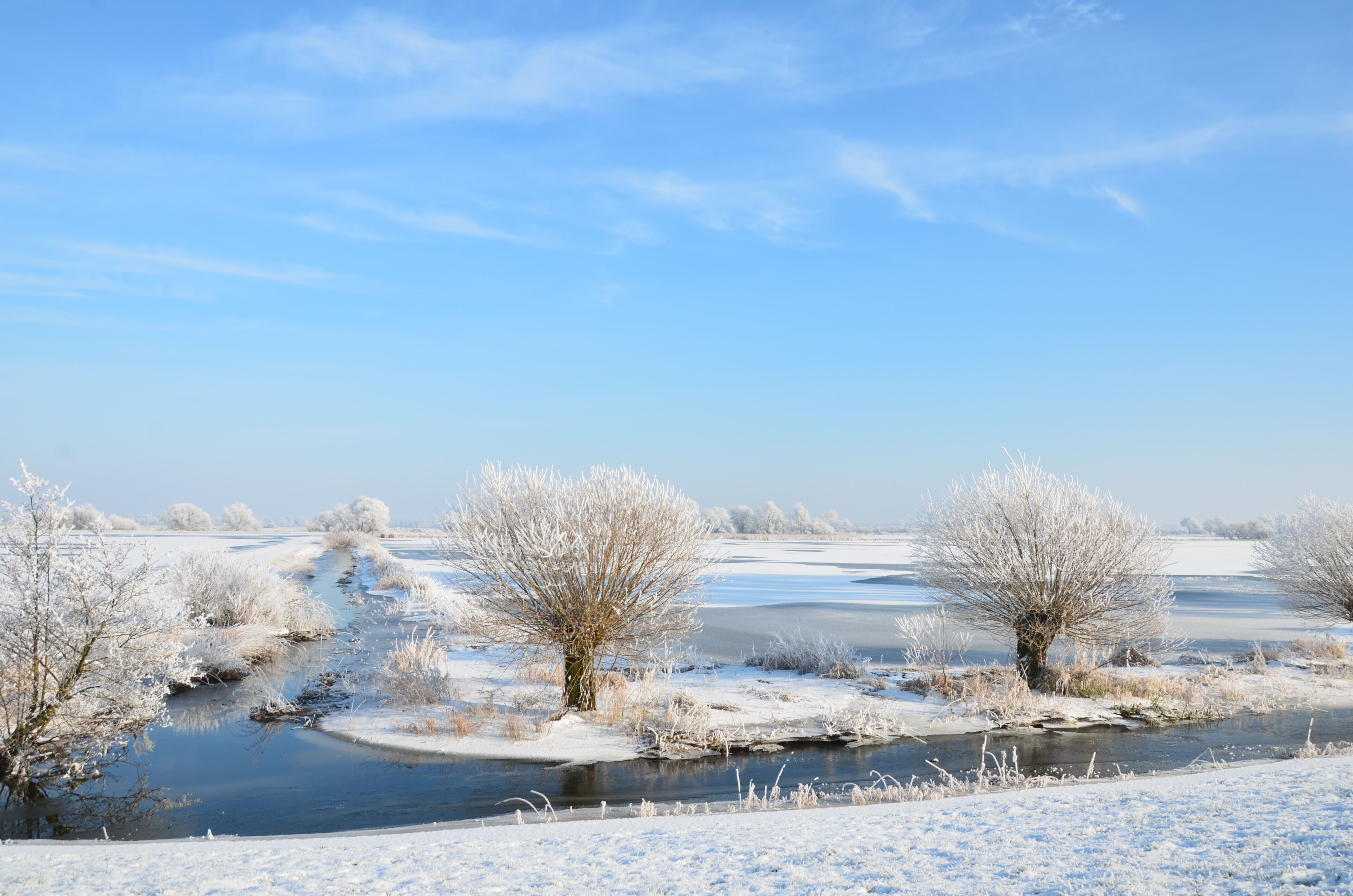 "Borgfelder Wümmewiesen" nature reserve in Bremen (Germany) – The sallows enjoy the winter a view from the Wümme levee "Am Hollerdeich" in January 2016