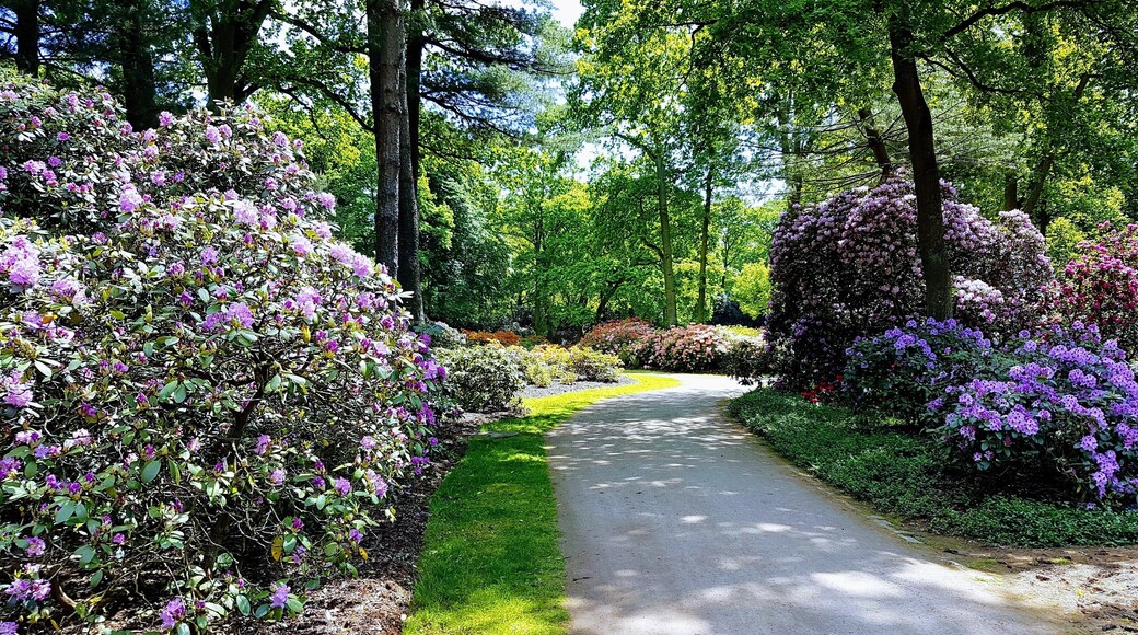 Rhododendron Park in Bremen