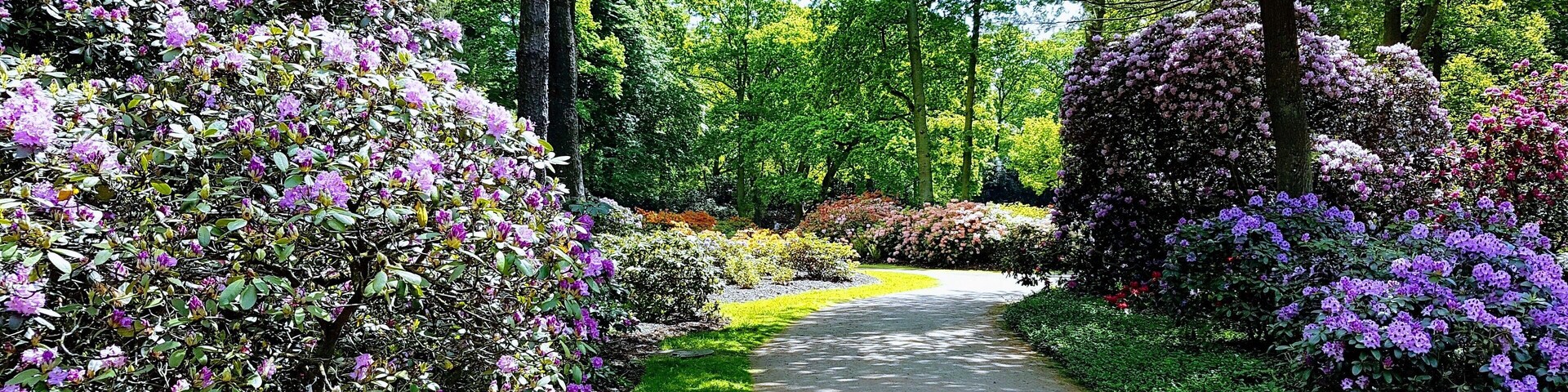 Rhododendron Park in Bremen