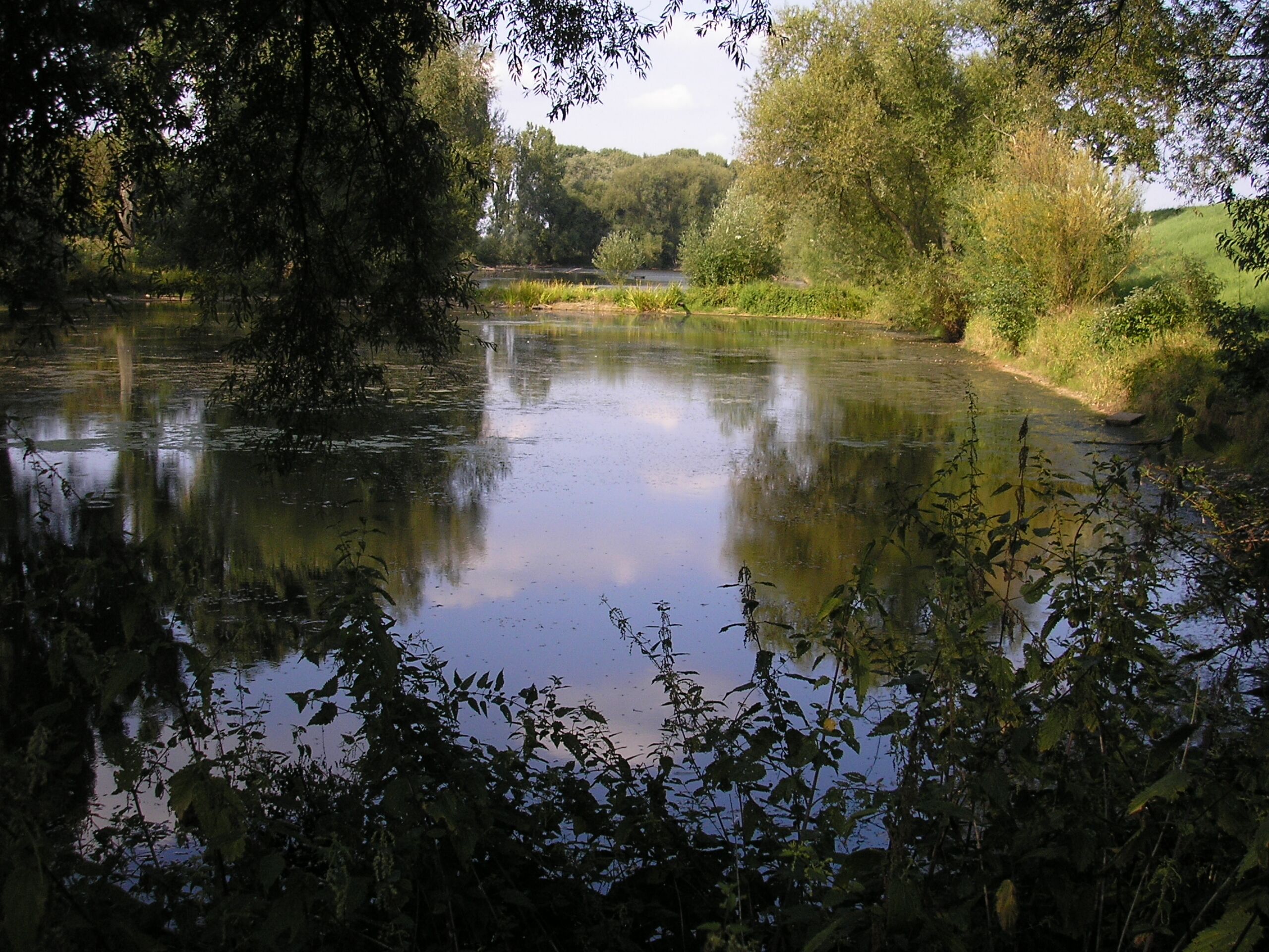 Rheinaue vor Köln-Langel (Porz)