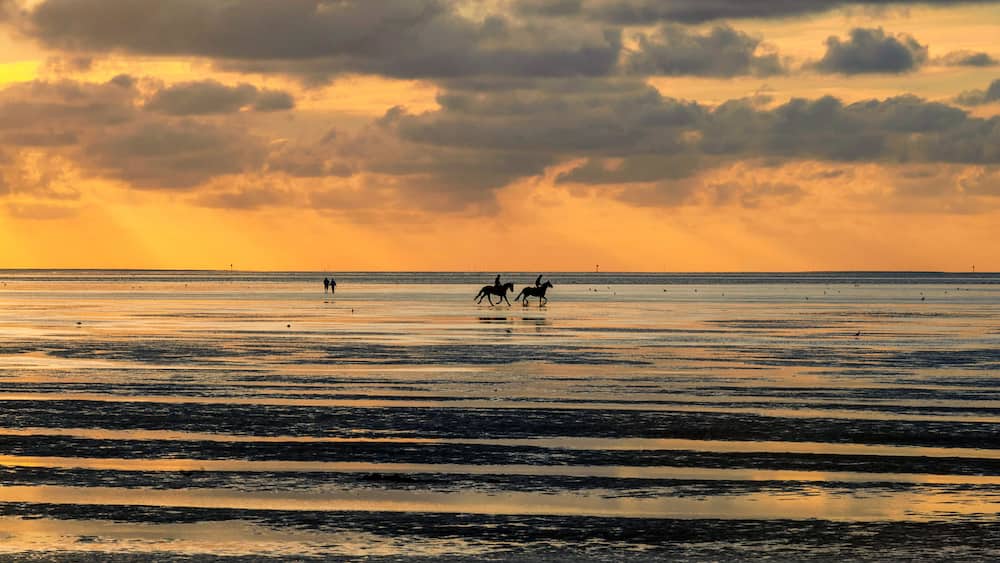 Une plage au coucher du soleil, avec des chevaux au galop sur le rivage.