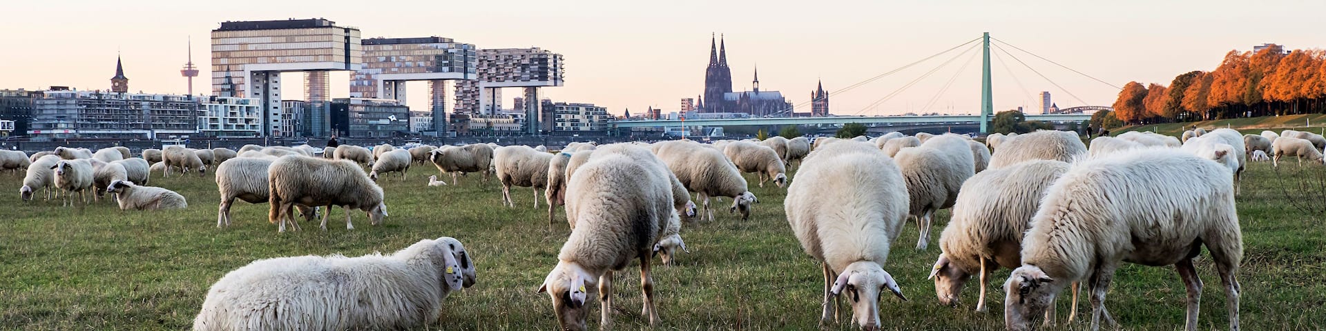 A flock of sheep grazing in a field with a cityscape in the background.