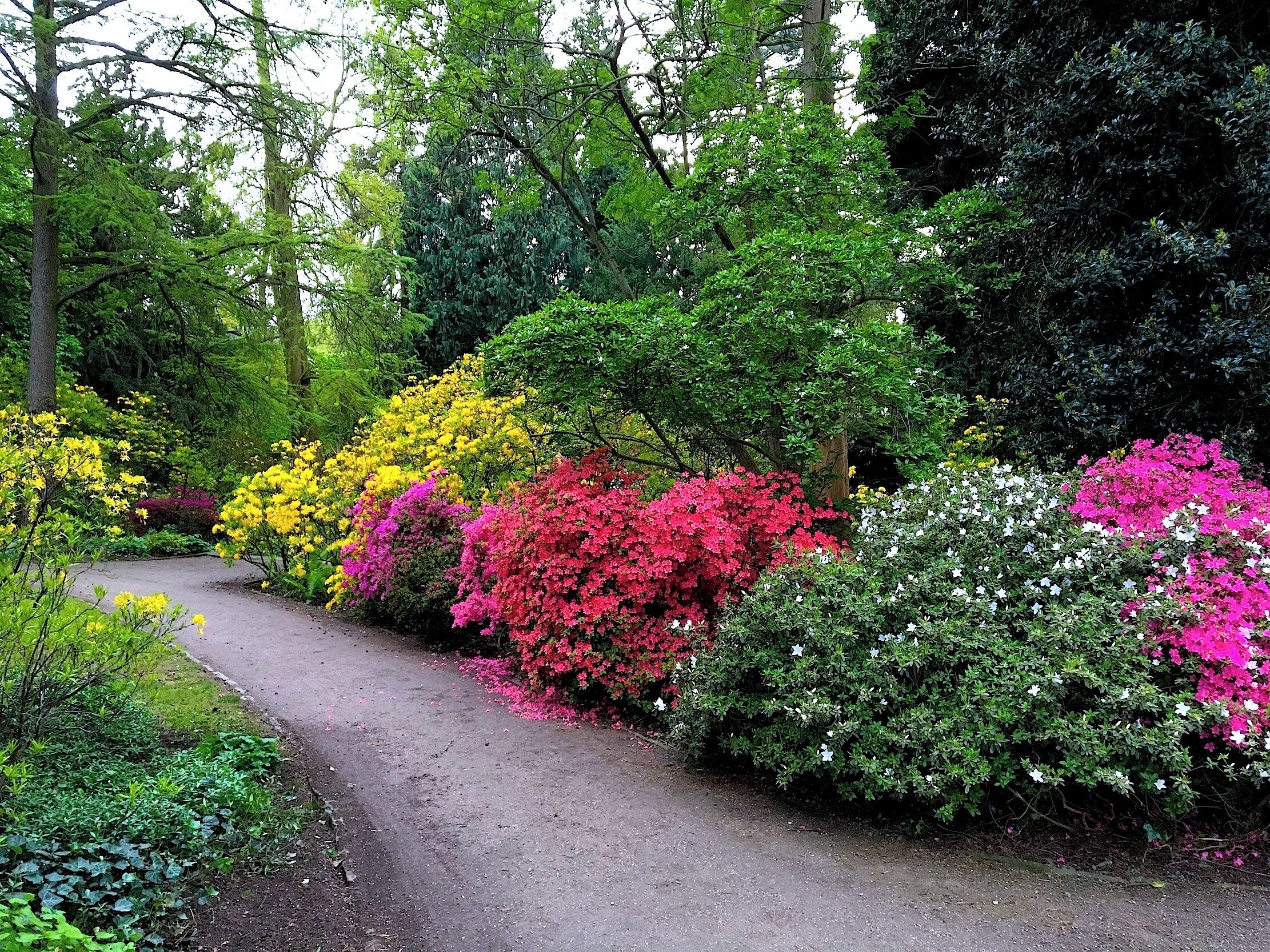 A garden path surrounded by colorful flowering shrubs and dense green foliage.