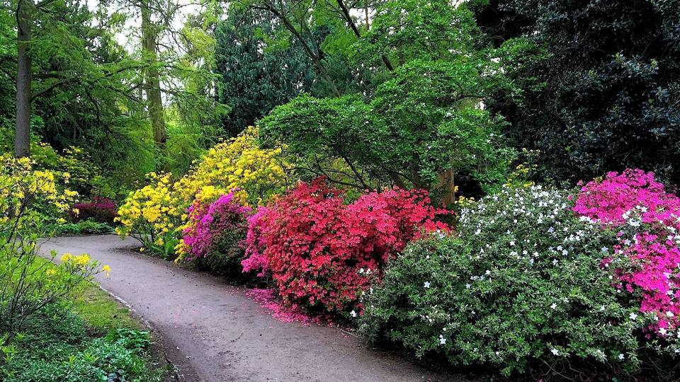 A garden path surrounded by colorful flowering shrubs and dense green foliage.