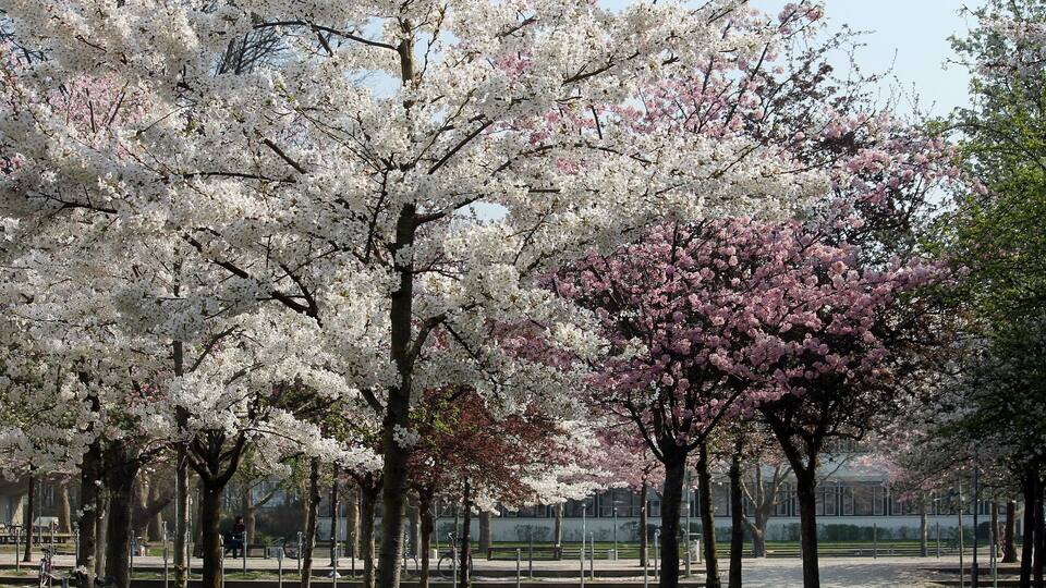 FrĂŒhling Uni Göttingen