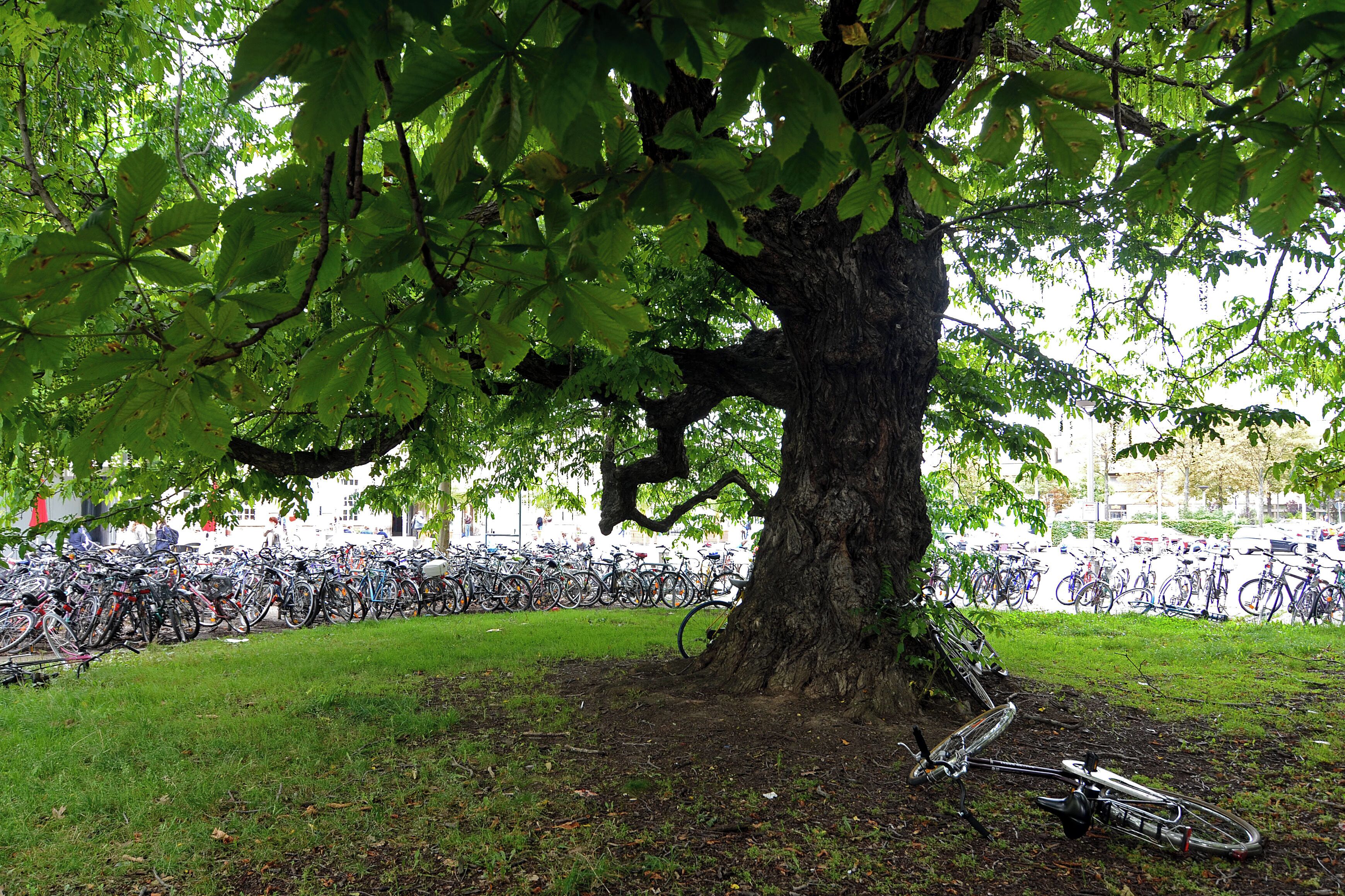 Un arbre contre lequel est appuyé un vélo, entouré d’une zone herbeuse et, au fond, une rangée de vélos garés.
