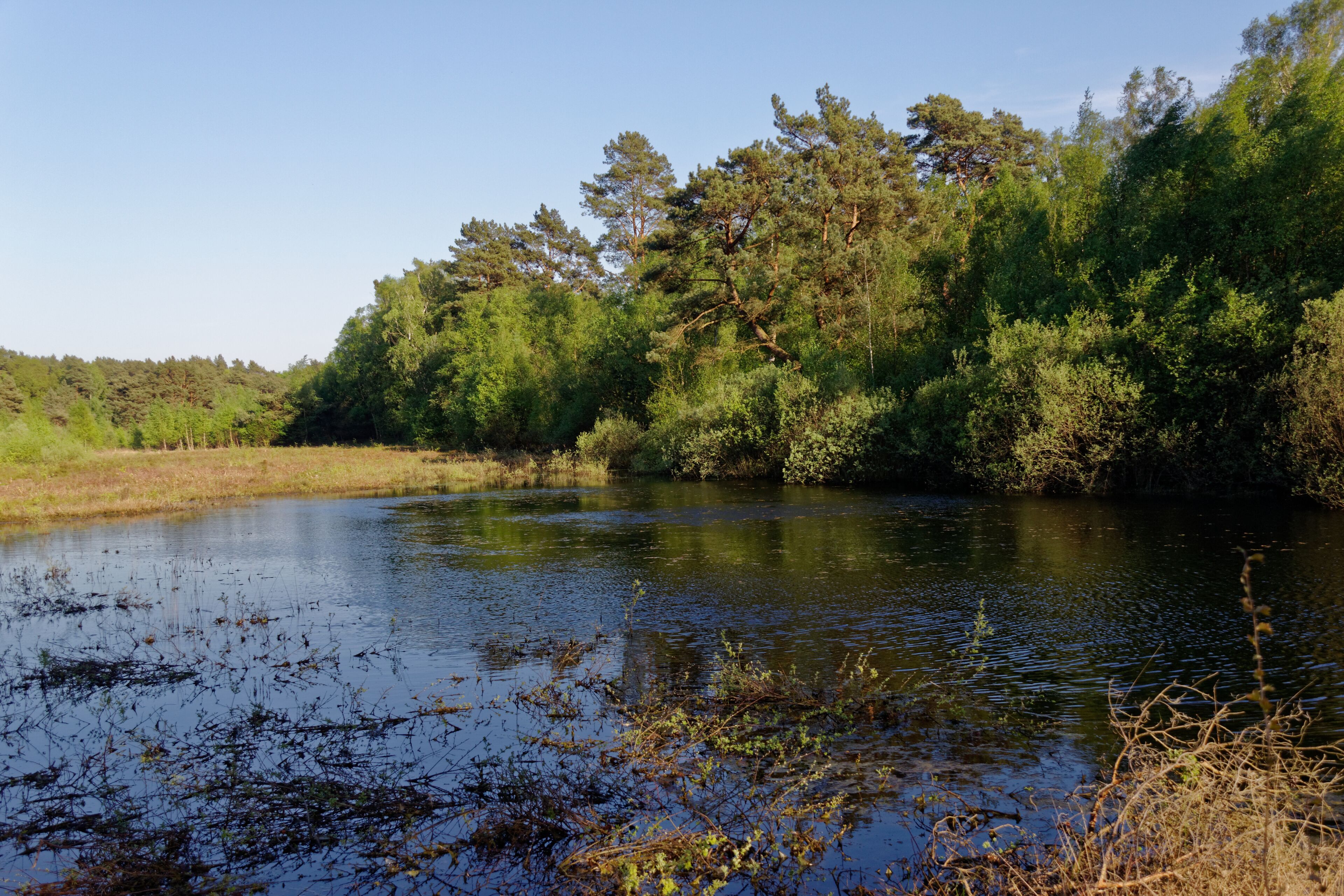 Hamburg-Rissen, Schnaakenmoor, FFH-Gebiet, Tümpel