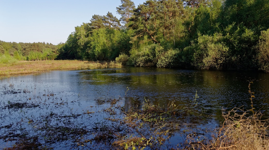 Hamburg-Rissen, Schnaakenmoor, FFH-Gebiet, Tümpel