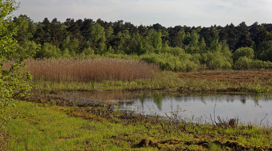 Hamburg-Rissen, Schnaakenmoor, FFH-Gebiet, See im südlichen Teil